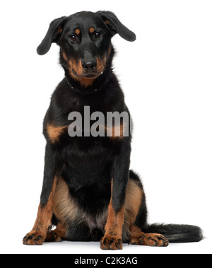 Beauceron, 7 mesi, seduto di fronte a uno sfondo bianco Foto Stock