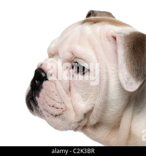 Close-up di Bulldog inglese cucciolo, 2 mesi di età, di fronte a uno sfondo bianco Foto Stock