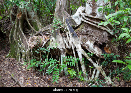 Florida Strangler Fig (ficus aurea) @ Gumbo Limbo Trail, Everglades National Park, Florida, Stati Uniti d'America Foto Stock
