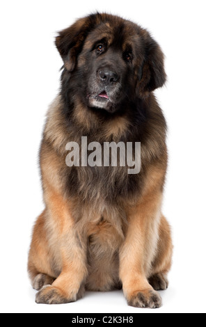 Leonberger, 5 anni, seduto di fronte a uno sfondo bianco Foto Stock