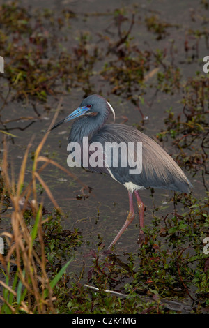 Airone tricolore (egretta tricolore) a valle dello squalo loop road, Florida, Stati Uniti d'America Foto Stock