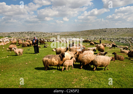 Donna Siria fattoria nel deserto allevatore di ovini beduini beduino Foto Stock