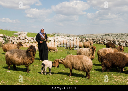Donna Siria fattoria nel deserto allevatore di ovini beduini beduino Foto Stock