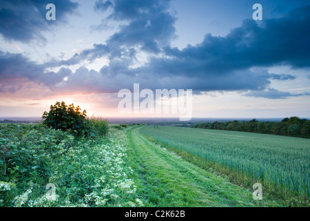 Campo e siepe, North Downs a Clandon, Surrey, Regno Unito Foto Stock