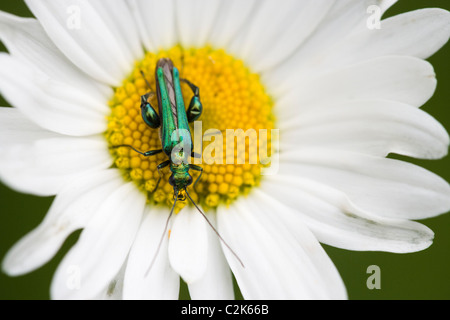 Zampe spesse flower beetle, Oedemera nobilis, a occhio di bue Daisy. Surrey, Regno Unito Foto Stock