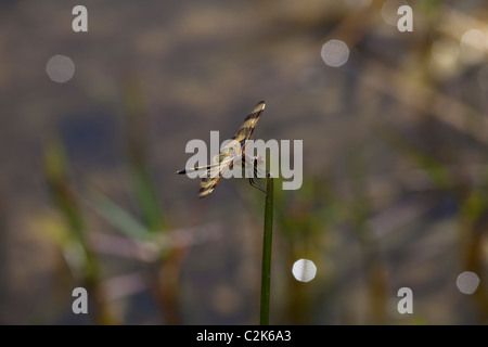 Halloween Pennant Dragonfly presso il parco nazionale delle Everglades, |Florida Foto Stock