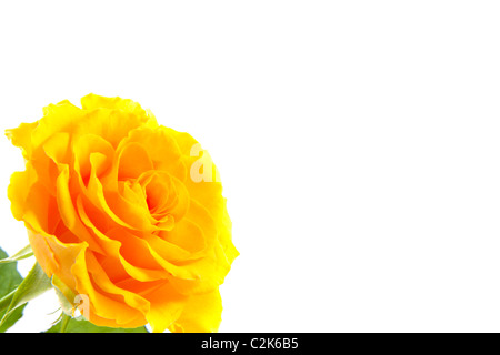 Rosa gialla nell'angolo isolato su bianco Foto Stock