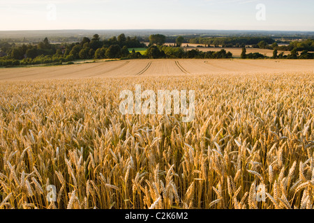 Field of ripe wheat, Surrey, UK Foto Stock