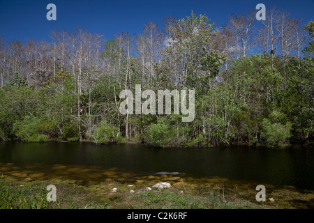 Turner River a H.P. Williams parco stradale. Tamiami per voli Trail, Everglades, Florida, Stati Uniti d'America Foto Stock