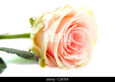 Unica rosa rosa isolato su uno sfondo bianco Foto Stock