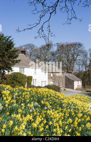 Askham con narcisi, Parco Nazionale del Distretto dei Laghi, Cumbria, Regno Unito. Foto Stock