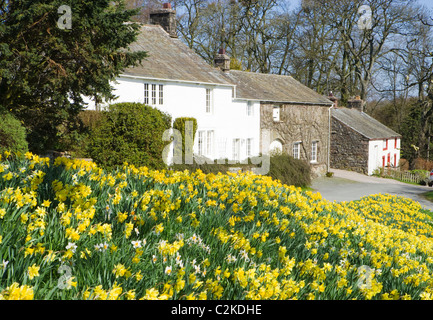 Askham con narcisi, Parco Nazionale del Distretto dei Laghi, Cumbria, Regno Unito. Foto Stock