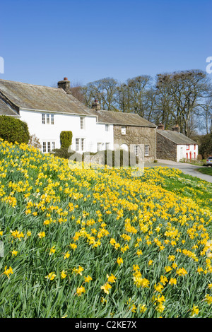 Askham con narcisi, Parco Nazionale del Distretto dei Laghi, Cumbria, Regno Unito. Foto Stock