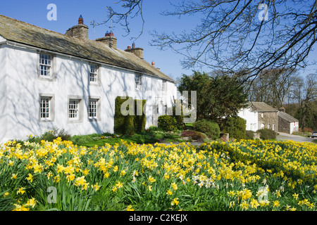 Askham con narcisi, Parco Nazionale del Distretto dei Laghi, Cumbria, Regno Unito. Foto Stock