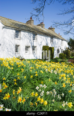 Askham con narcisi, Parco Nazionale del Distretto dei Laghi, Cumbria, Regno Unito. Foto Stock