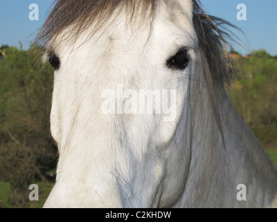 Un bel cavallo bianco con lo sguardo profondo Foto Stock