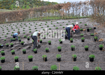 Giardinieri all'Eden Project in Cornovaglia piantare cespugli di lavanda Foto Stock