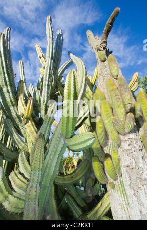 Cactus al Jardin Canario giardino botanico di Gran Canaria Foto Stock