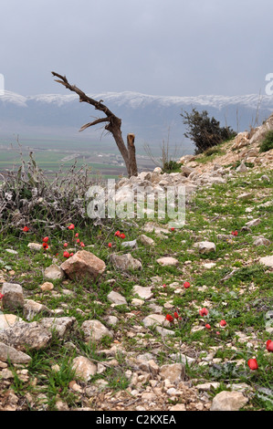 Majdal Anjar, Bekaa Valley, Libano guardando verso Anti-Lebanon mountain range e la Siria. Papaveri selvatici in primavera. Foto Stock