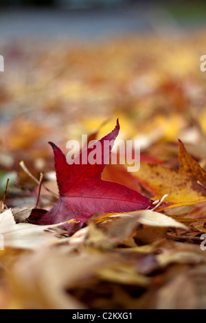 Foglie di autunno su una strada pubblica Foto Stock