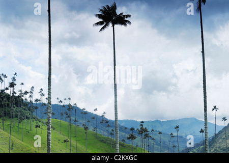 Una scena di collina in Colombia delle palme da cera appena al di fuori del Salento nella regione di caffè nel sud ovest, Quindio. Foto Stock