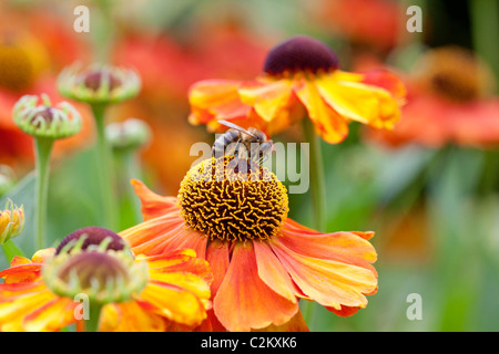 Il miele delle api (Apis mellifera Linnaeus) su Helenium 'Sahin presto Flowerer' Foto Stock