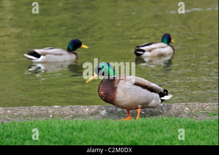 Mallard / anatra selvatica (Anas platyrhynchos) sulla banca di stagno nel parco della città Foto Stock