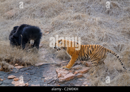 Madre orsa con cuccioli di due sulla sua schiena combatte un tigri selvatiche in Ranthambhore national park, India Foto Stock