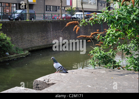 Feral Pigeon Rock / Colomba (Columba livia) sulla banchina lungo il canale nella città di Gand, Belgio Foto Stock