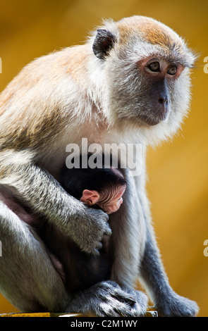 Una scimmia e il suo bambino Foto Stock