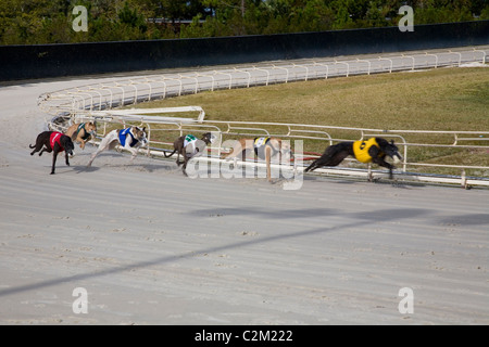 Daytona Beach Kennel Club offre il Greyhound Racing azione e una sala da poker, il tutto in un ambiente lussuoso in Daytona Beach, FL Foto Stock