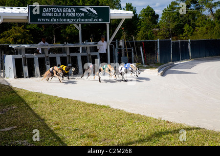 Daytona Beach Kennel Club offre il Greyhound Racing azione e una sala da poker, il tutto in un ambiente lussuoso in Daytona Beach, FL Foto Stock