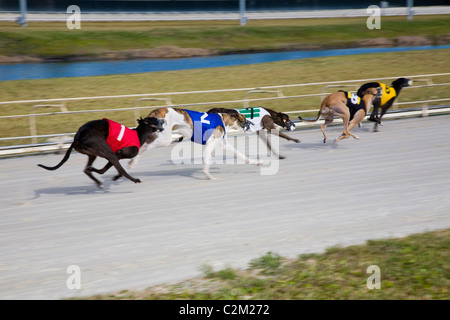 Daytona Beach Kennel Club offre il Greyhound Racing azione e una sala da poker, il tutto in un ambiente lussuoso in Daytona Beach, FL Foto Stock