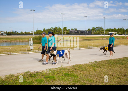 Daytona Beach Kennel Club offre il Greyhound Racing azione e una sala da poker, il tutto in un ambiente lussuoso in Daytona Beach, FL Foto Stock