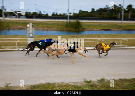 Daytona Beach Kennel Club offre il Greyhound Racing azione e una sala da poker, il tutto in un ambiente lussuoso in Daytona Beach, FL Foto Stock