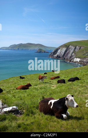 Le mucche in appoggio sopra la baia Coumeenoole, penisola di Dingle, nella contea di Kerry, Irlanda. Foto Stock