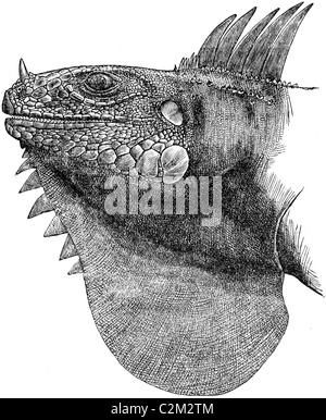 Xix secolo illustrazione del libro preso dalla nona edizione (1875) della Enciclopedia Britannica, della testa di Leguan (Iguana Rhinolophus Foto Stock