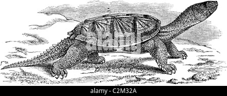 Xix secolo illustrazione del libro preso dalla nona edizione (1875) della Enciclopedia Britannica, di Terrapin (Chelydra serpentina) Foto Stock