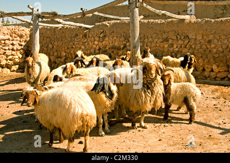 La siria deserto Badiyat Al Sham pecore fattoria cultura beduina villaggi beduini uomo donna Siro Medio Oriente Foto Stock