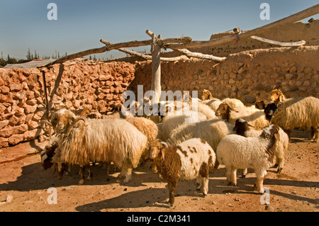 La siria deserto Badiyat Al Sham pecore fattoria cultura beduina villaggi beduini uomo donna Siro Medio Oriente Foto Stock