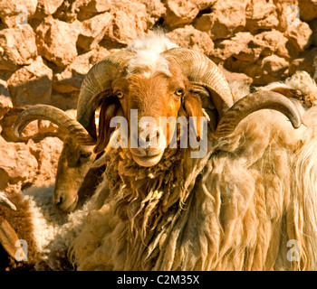 La siria deserto Badiyat Al Sham pecore fattoria cultura beduina villaggi beduini uomo donna Siro Medio Oriente Foto Stock