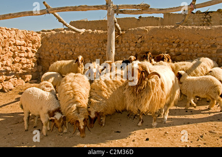 La siria deserto Badiyat Al Sham pecore fattoria cultura beduina villaggi beduini uomo donna Siro Medio Oriente Foto Stock