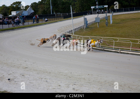 Daytona Beach Kennel Club offre il Greyhound Racing azione e una sala da poker, il tutto in un ambiente lussuoso in Daytona Beach, FL Foto Stock