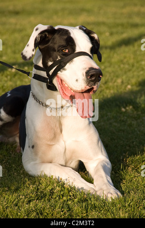 Un piccolo cane bianco che beve acqua da una fontana, Laguna Beach, California, USA Foto Stock