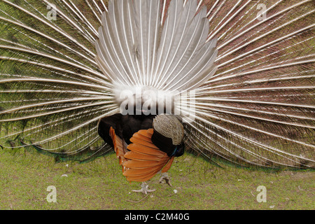 Pavone maschio visualizzazione di piume durante il rituale del corteggiamento-Victoria, British Columbia, Canada. Foto Stock