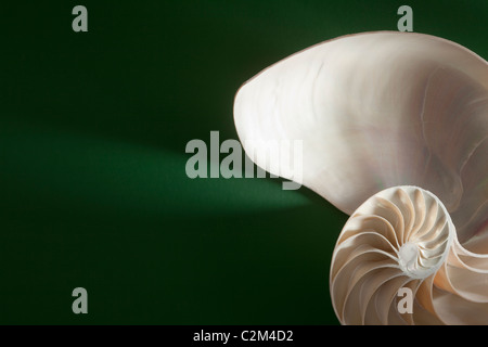 Guscio di crostacei sezione trasversale che rappresenta l'evoluzione della crescita e cambiamento su uno sfondo verde Foto Stock