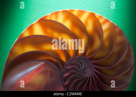 Guscio di crostacei sezione trasversale che rappresenta l'evoluzione della crescita e cambiamento su uno sfondo verde Foto Stock