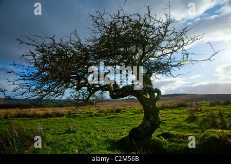 Ritorto vecchio albero di biancospino (Crataegus), Tullyskeherny, Manorhamilton, nella Contea di Leitrim, Irlanda. Foto Stock