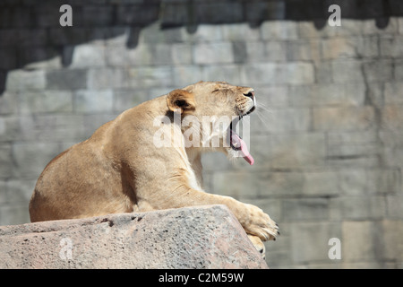 Leonessa seduto su una roccia in un zoo sbadigli Foto Stock