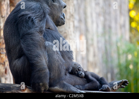 Un gorilla con il suo neonato Cuddling esso Foto Stock
